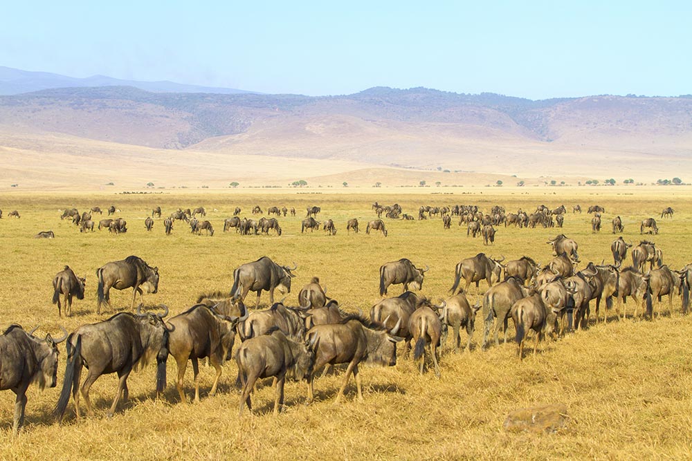 ngorongoro-2-1