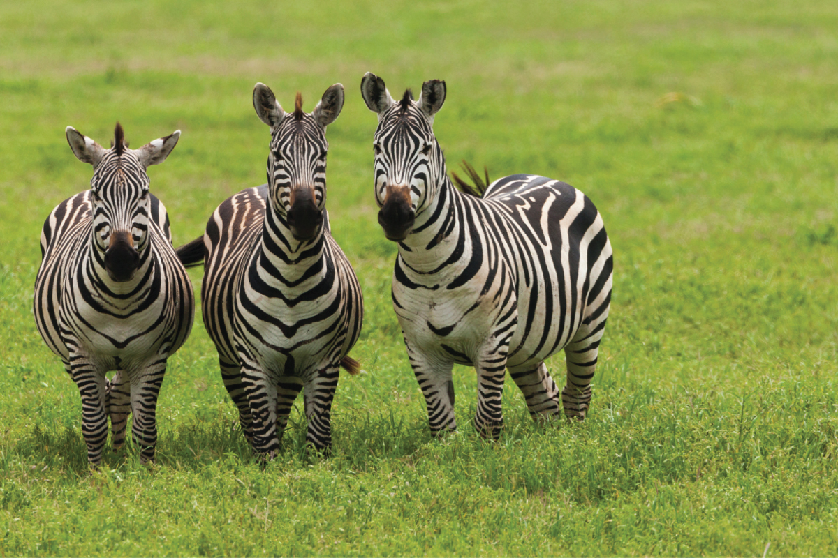 ngorongoro