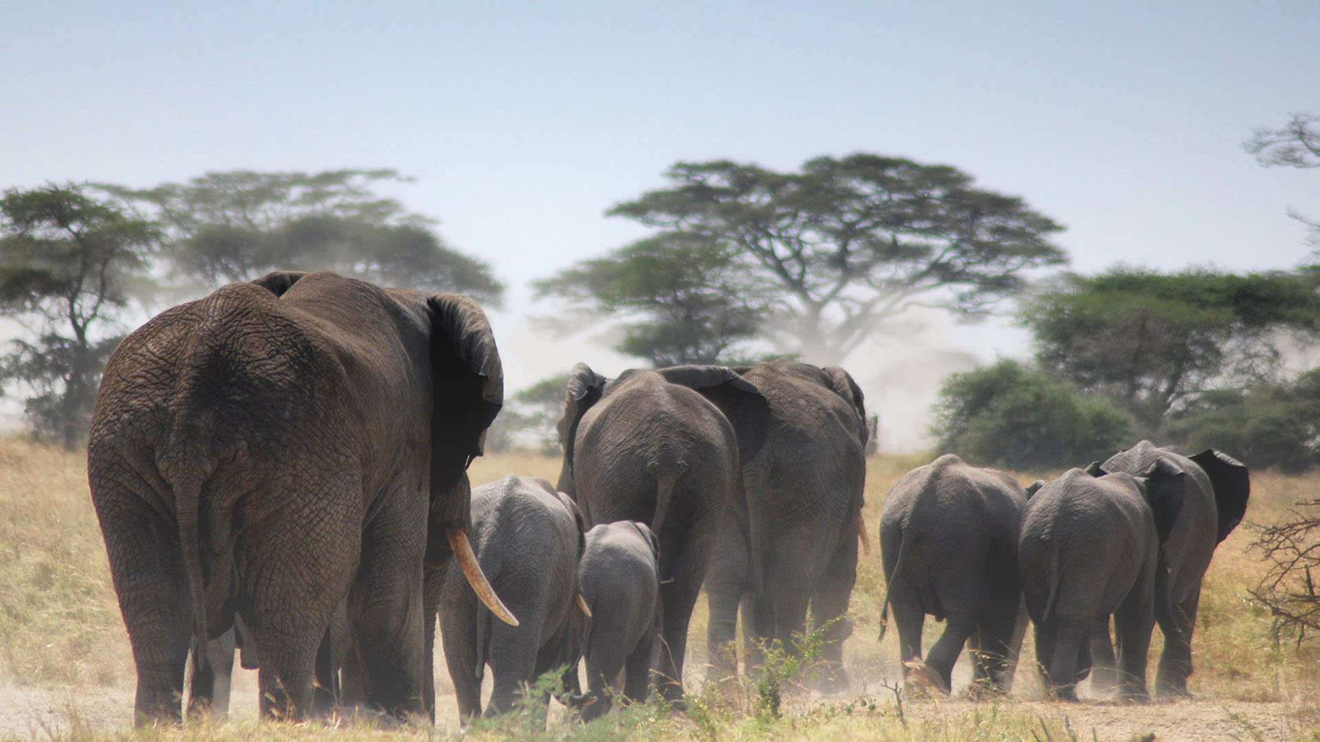 tarangire-national-park-tanzania