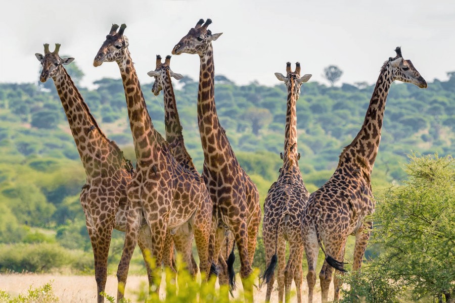 Tarangire np