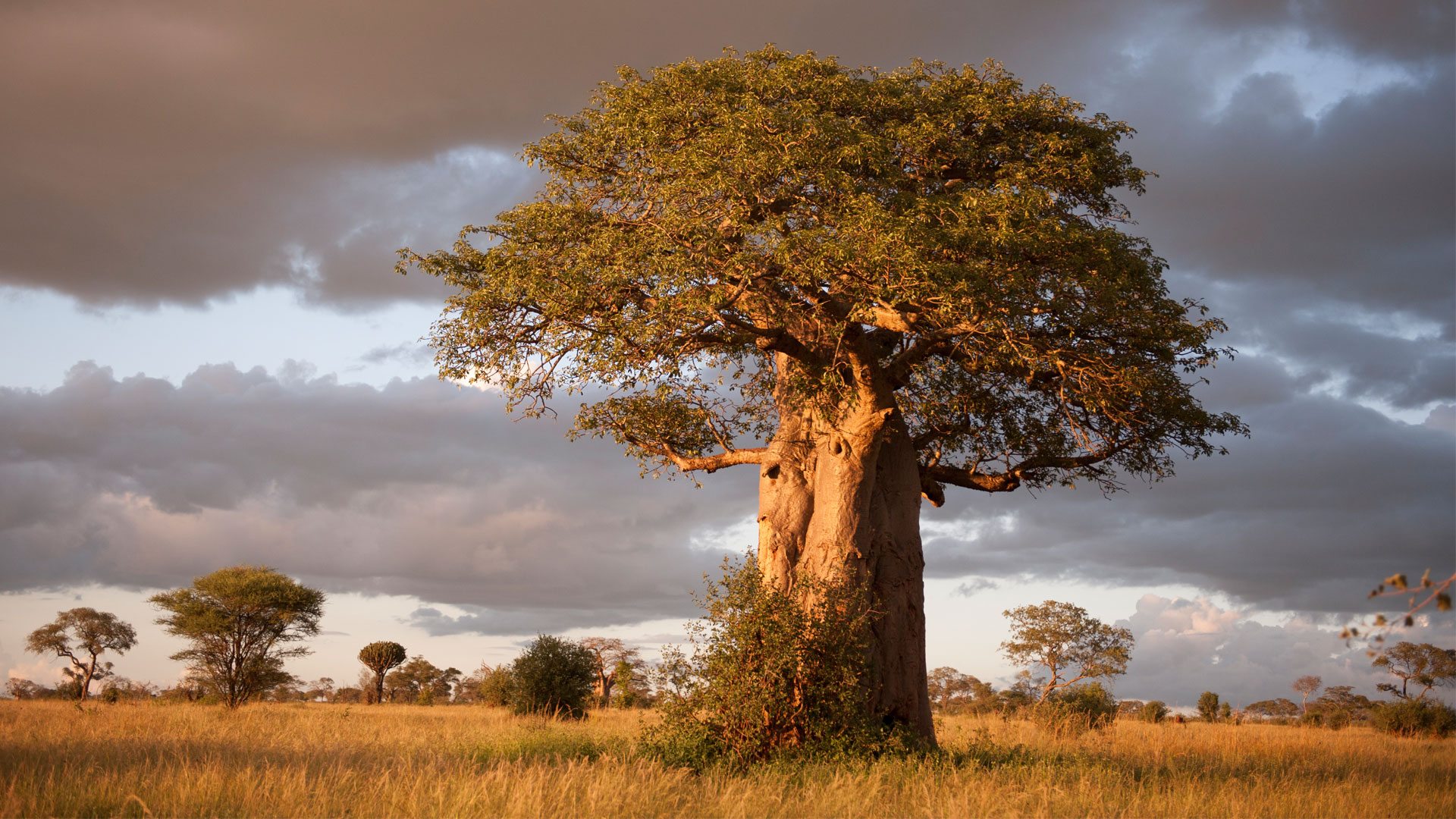 boabab-tarangire-national-park