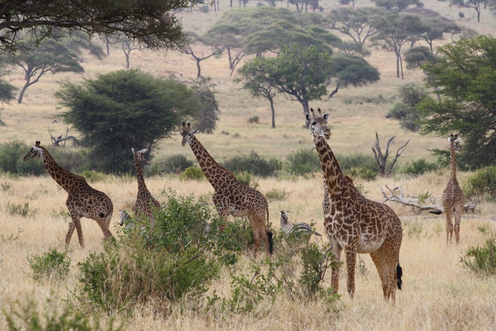 giraffe-tarangire-1024x683